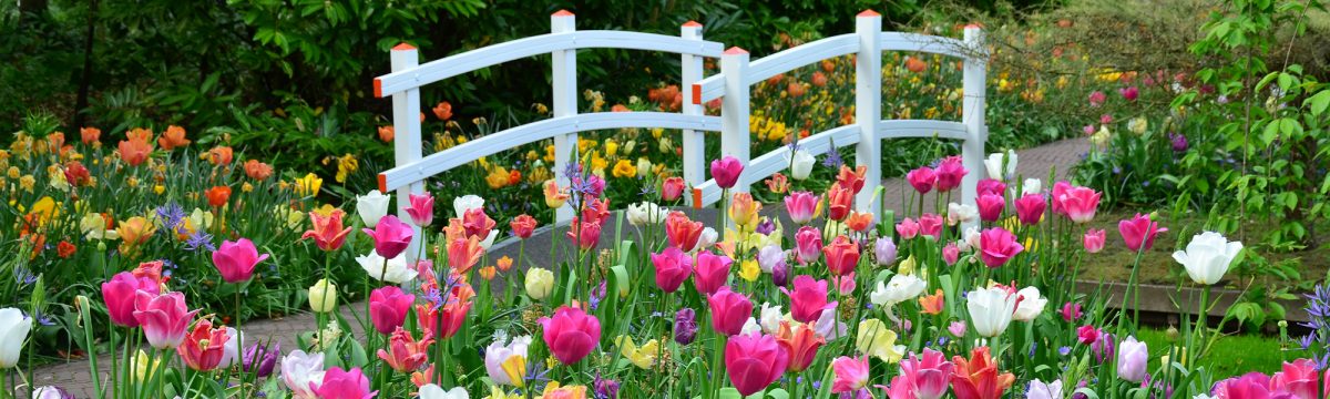 Où planter vos bulbes de tulipes Conseil Jardin Willemse