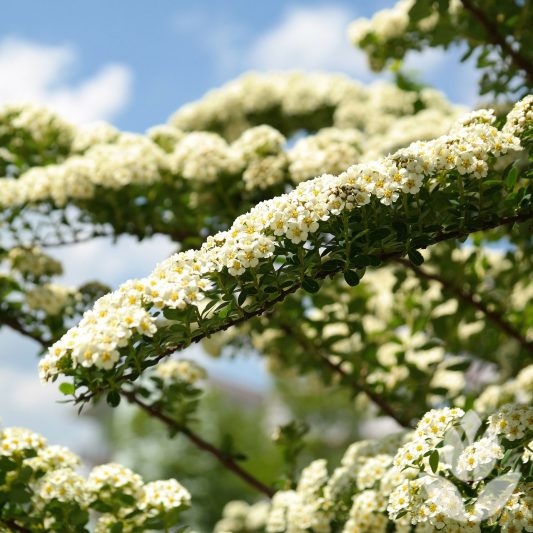 Spirée comment quand et où planter le Spirea Willemse France