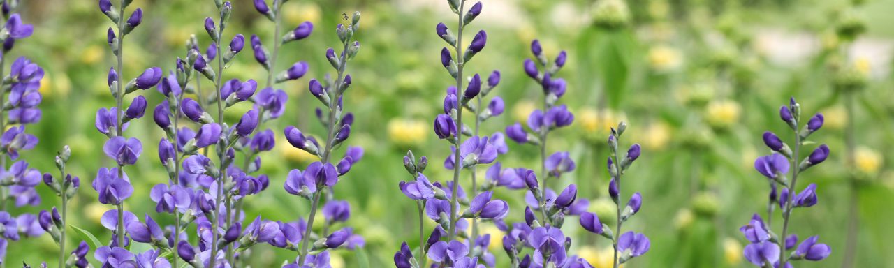 Plantes Vivaces Rustiques Qui N Cessitent Peu D Entretien