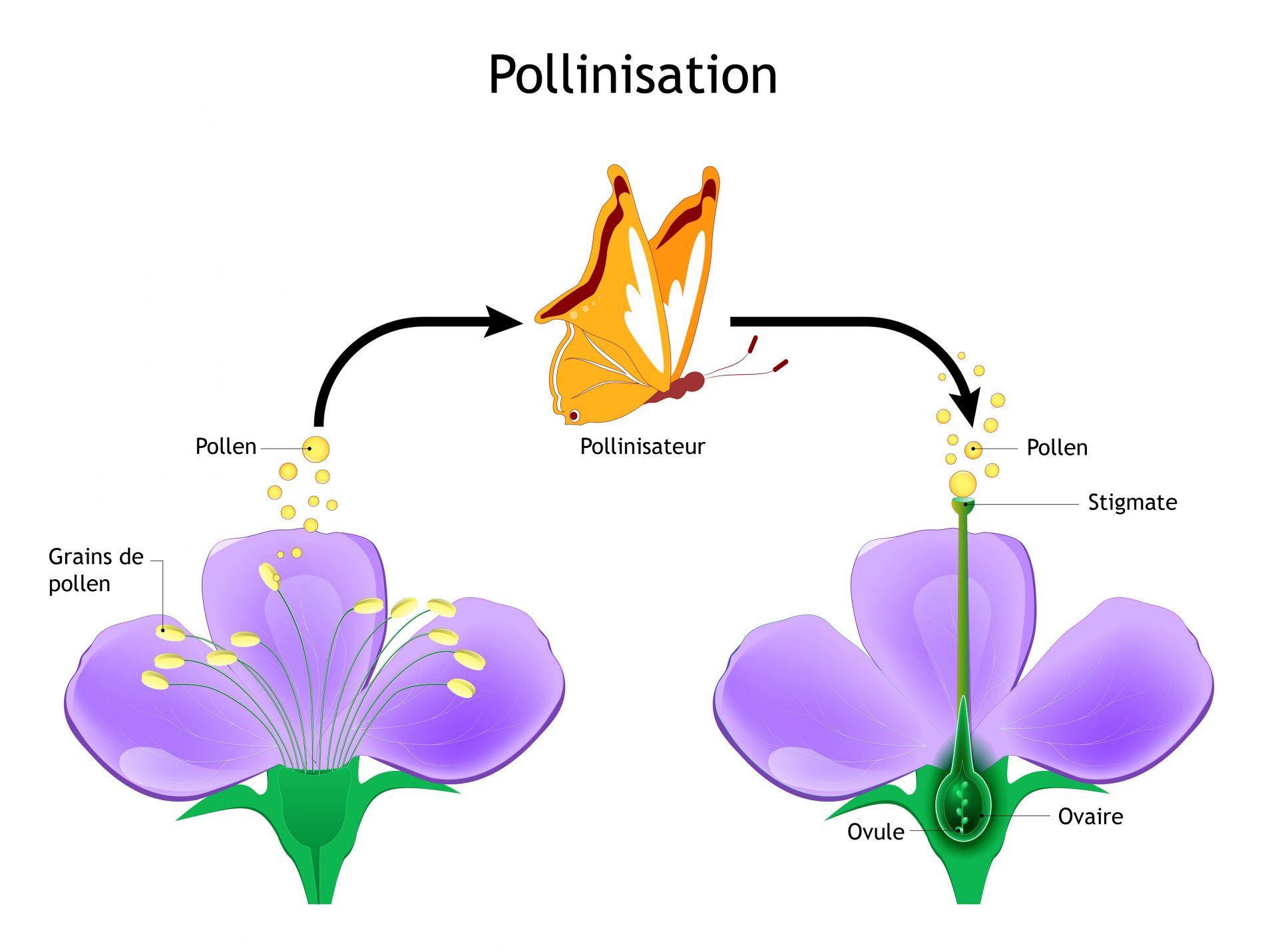 Tout Savoir Sur La Pollinisation Des Arbres Fruitiers