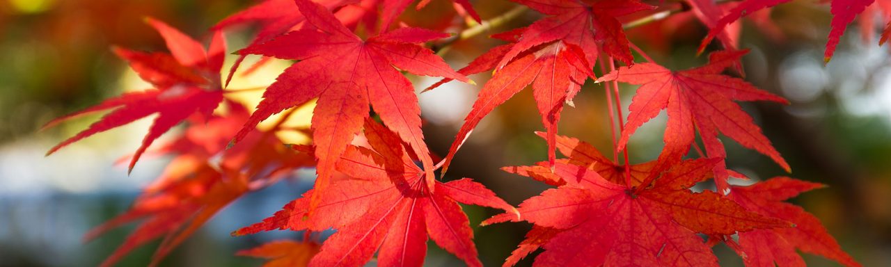 Comment planter et tailler un érable du Japon Conseil Jardin Willemse