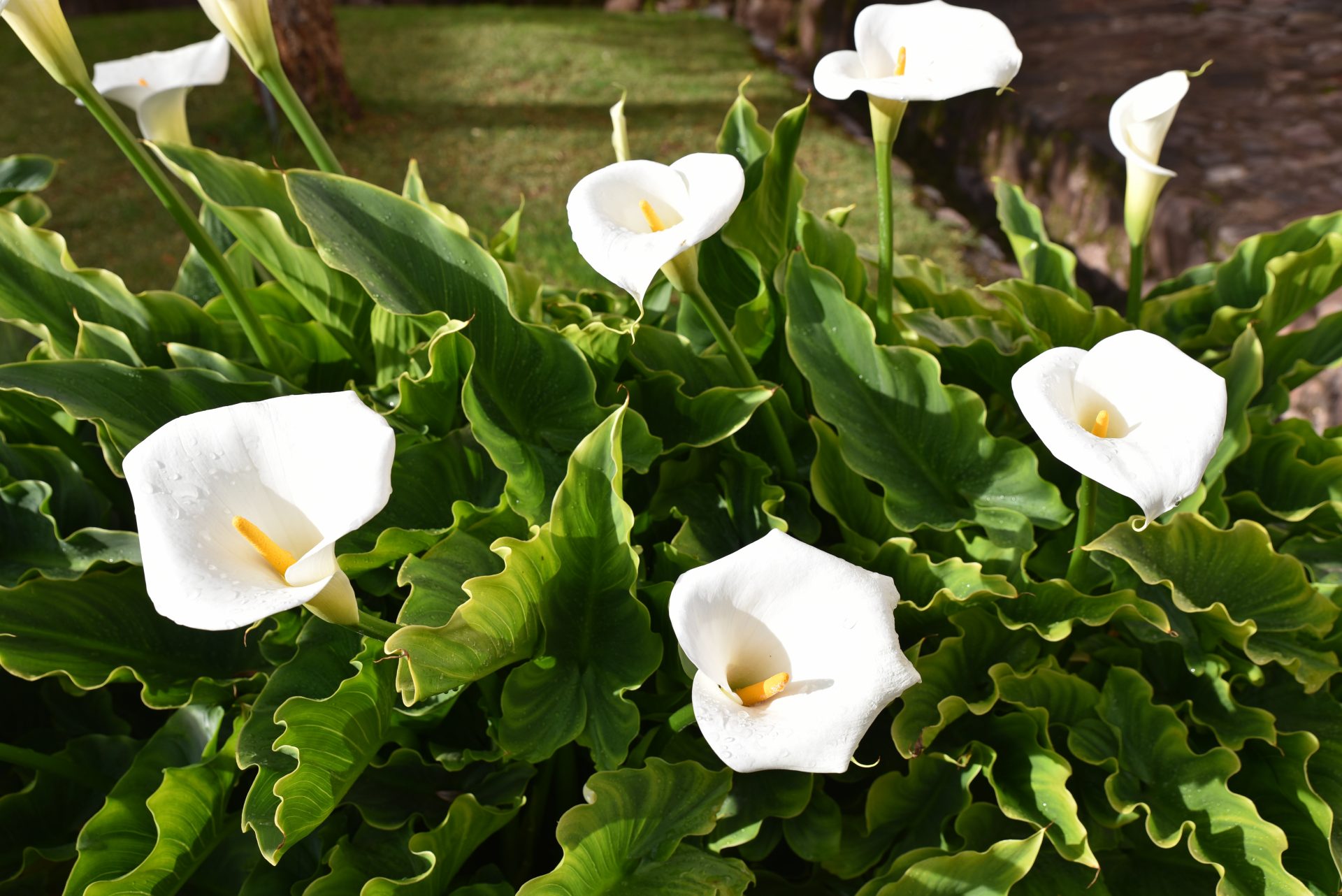 Arum Zantedeschia Aethiopica Conseils De Plantation Et Entretien