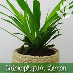 chlorophytum lemon