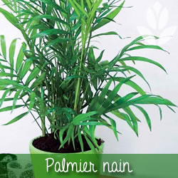 palmier nain