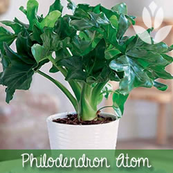 philodendron atom