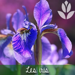 les iris à floraison printanière