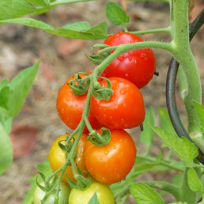 Solanum lycopersicum L. "Mountain Magic" F1