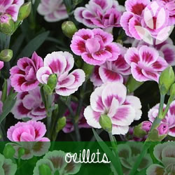 oeillets de jardin