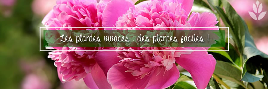 des plantes faciles