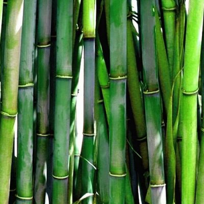 bambou de haie