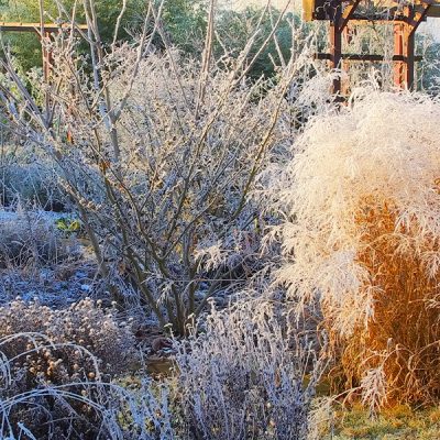 Un jardin en hiver