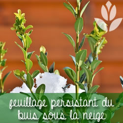 feuillage du buis sous la neige