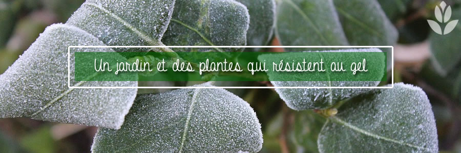 des plantes qui résistent au gel