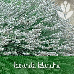 lavande blanche