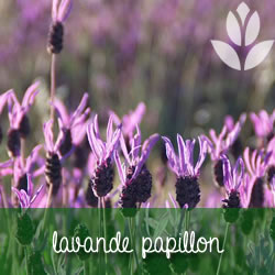 lavande papillon