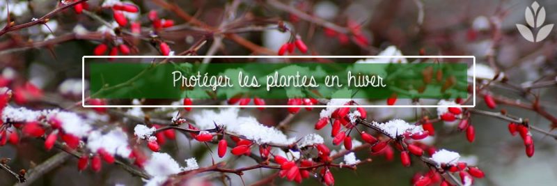 Lot De 2 Protections Hivernales Pour Plantes, 100 X 120 Cm