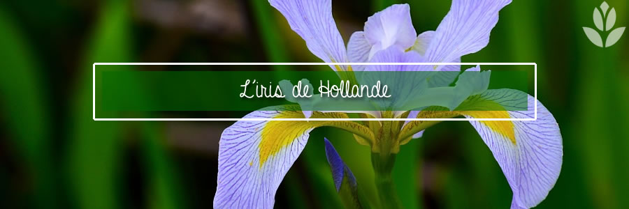 l'iris de Hollande