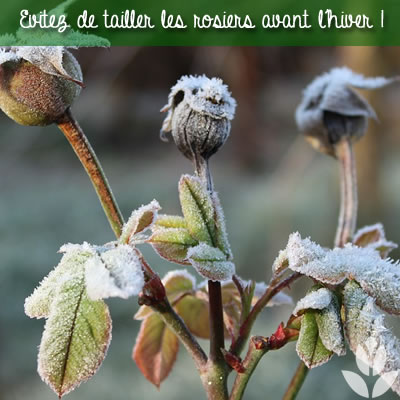 rosiers hiver