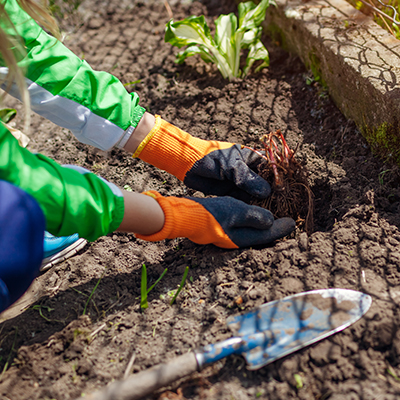 Planter des tubercules d'astilbe dans un jardin de printemps à l'aide d'une pelle