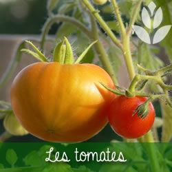 les tomates du potager