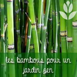 bambous pour un jardin zen