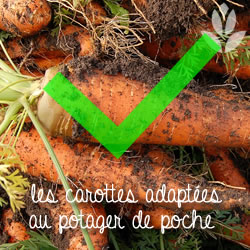 carottes pour potager de poche