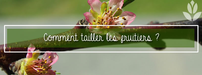 comment tailler les fruitiers