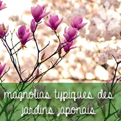 magnolias typiques des jardins japonais