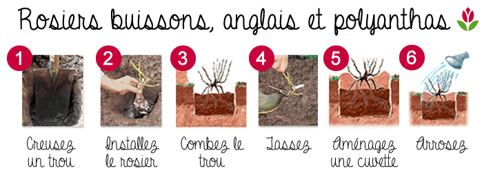 schéma plantation des rosiers buissons, anglais et polyanthas