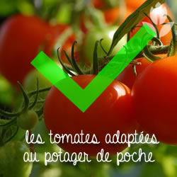 tomates pour potager de poche