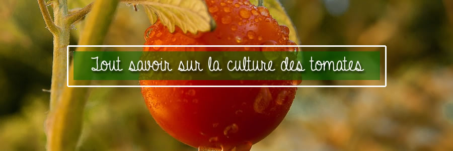 tout savoir sur la cultures des tomates au potager