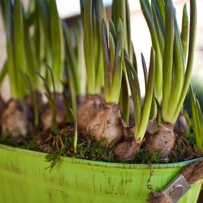 15 Bulbes De Crocus Botaniques Mélangés – Circonférence 5/+ Cm – Floraison Précoce (février-mars) – Pour Jardin, Naturalisation – Origine Pays-Bas