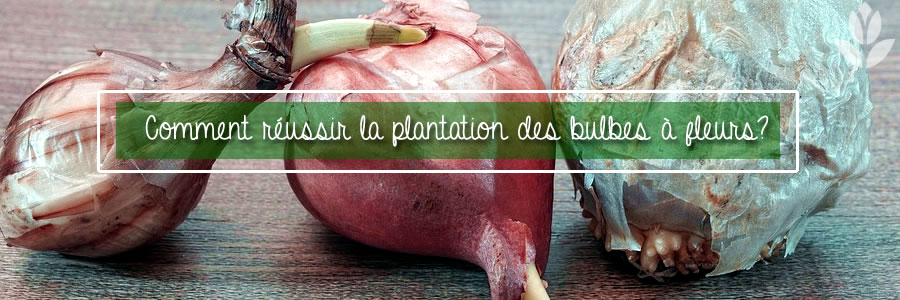 plantation des bulbes à fleurs