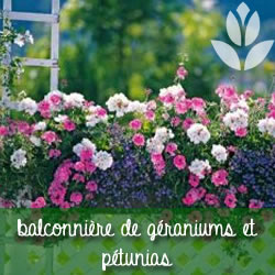 balconnière de géraniums et pétunias