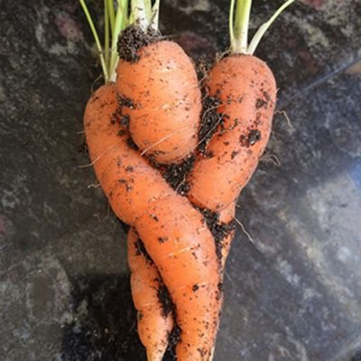 un amour de carotte