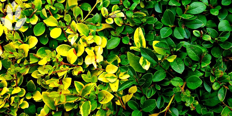 haies de jardin