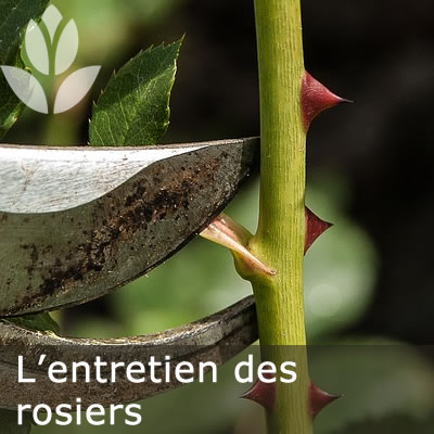 entretien des rosiers