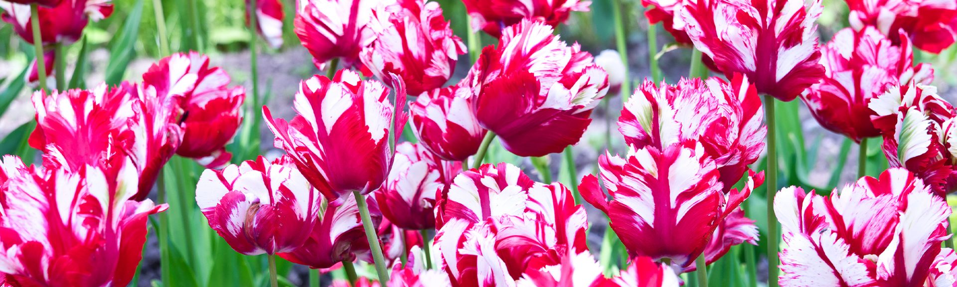 Tulipes perroquets