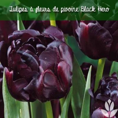 Tulipes black hero