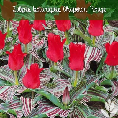 Tulipe chaperon rouge