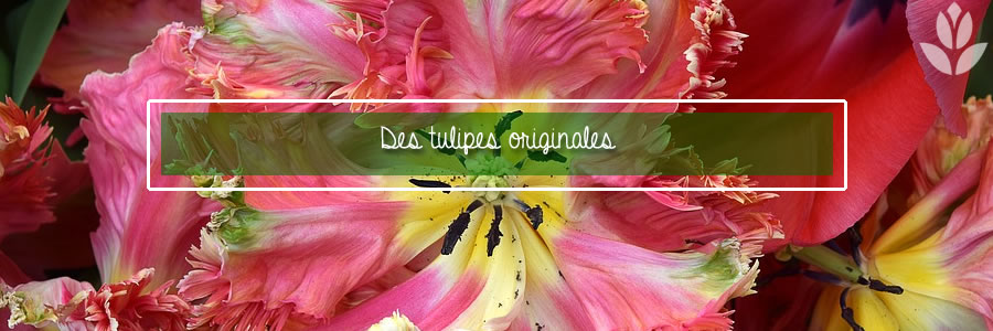 des tulipes originales