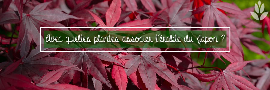 avec quelles plantes associer l'érable du Japon?