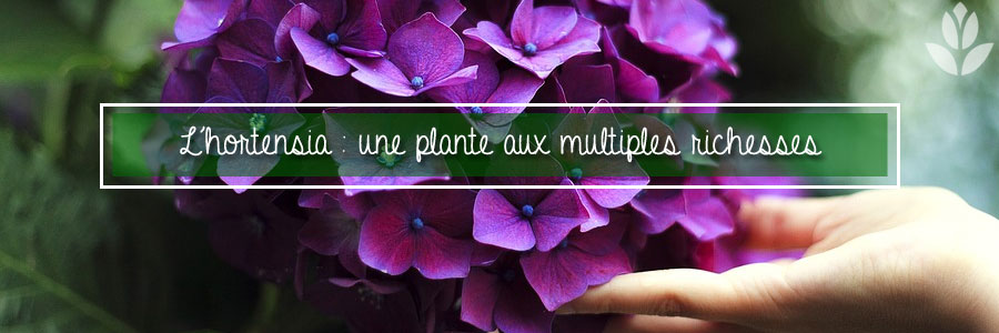 L'hortensia : une plante aux multiples richesses