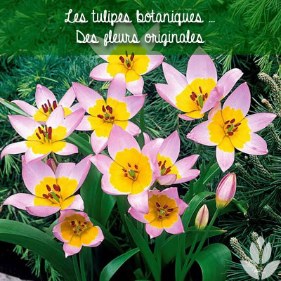 Tulipes botaniques