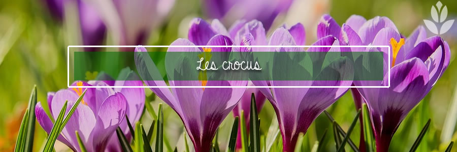 les crocus pour jardin ou jardinières