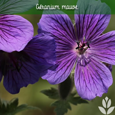 géranium vivace mauve