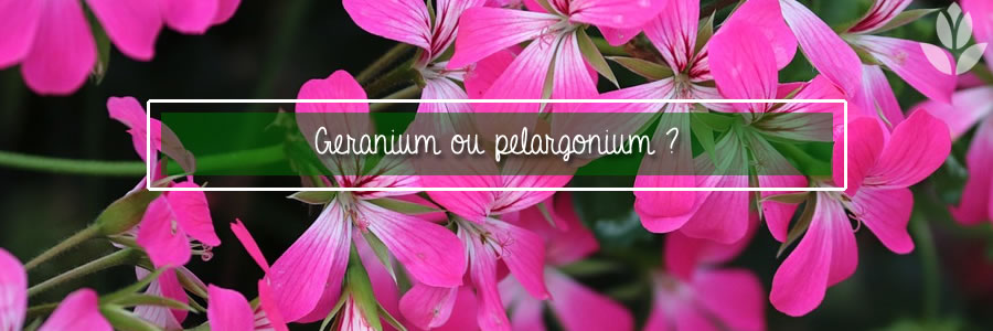 geranoium ou pelargonium ?
