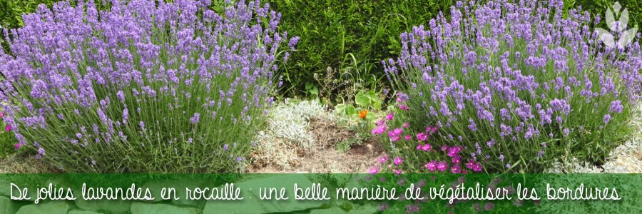 lavandes en rocailles
