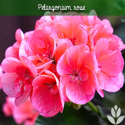 pelargonium rose