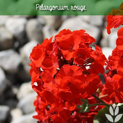pélargonium rouge